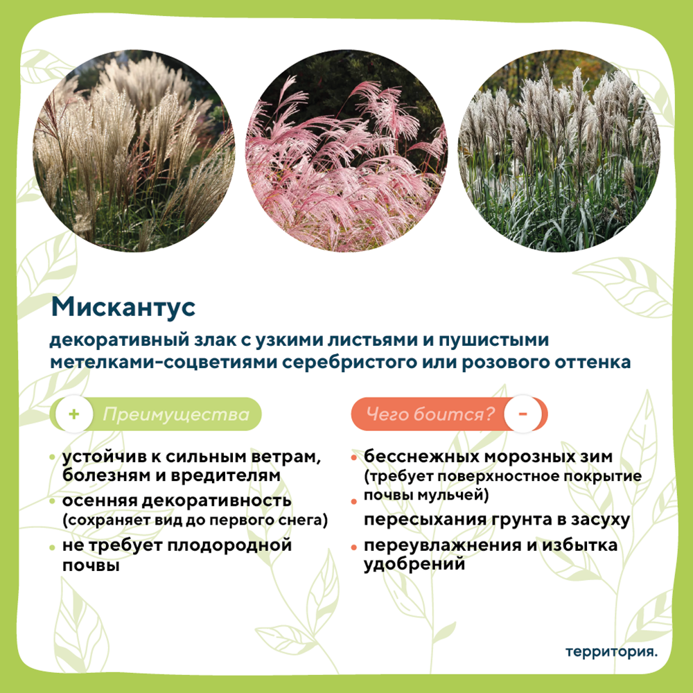 атлас растений 5.png